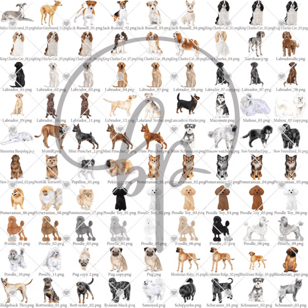 Animals Layout Chart